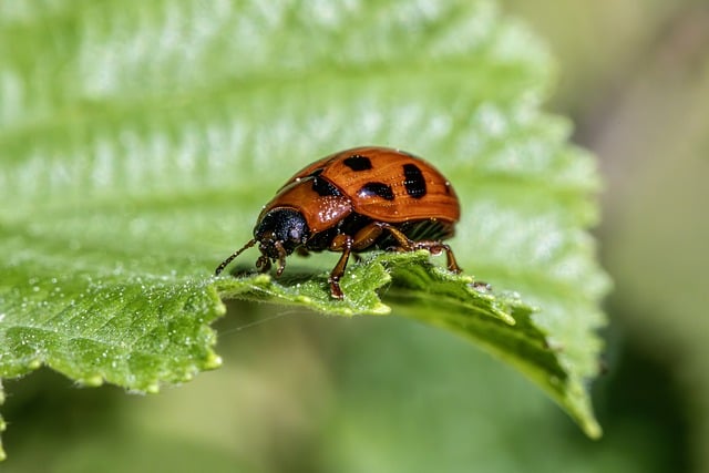 Pest Control, Tucson