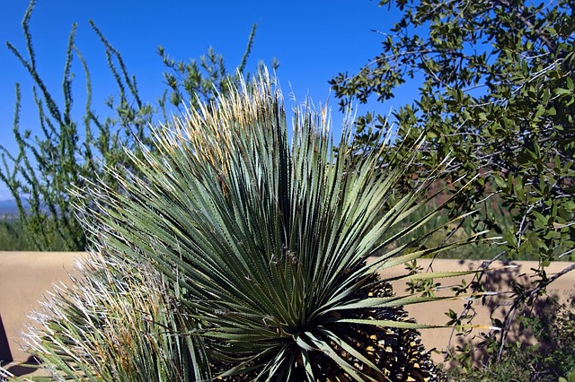 Arizona