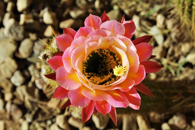 Arizona