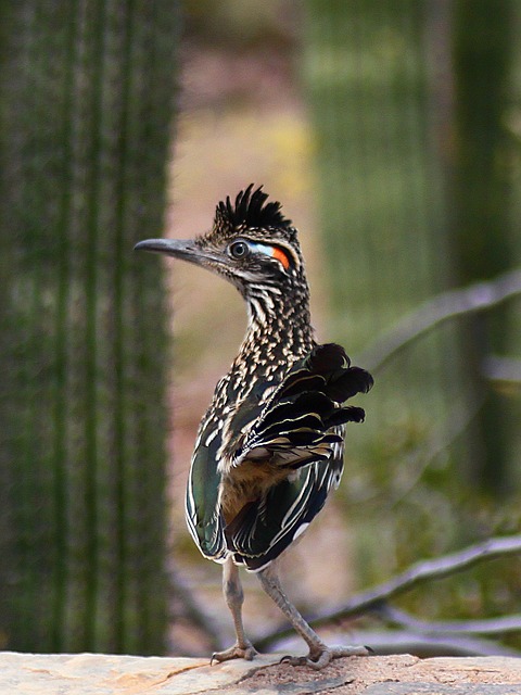 Arizona