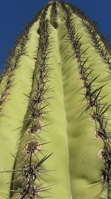 Arizona