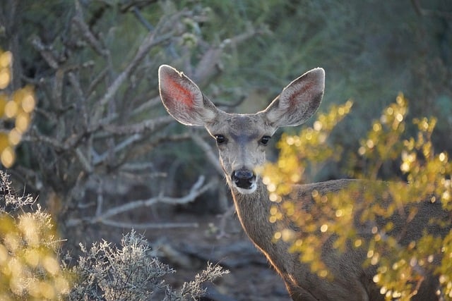 Arizona