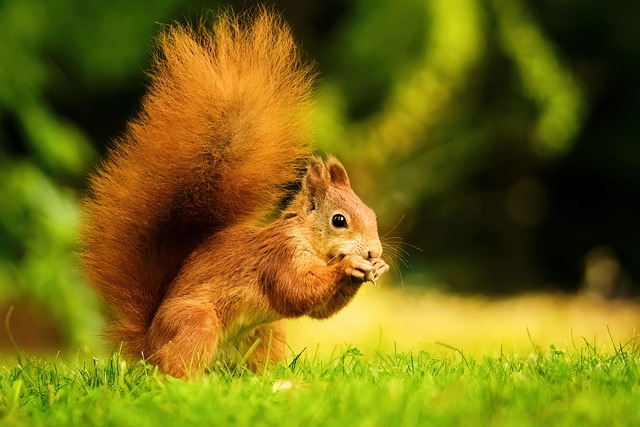 Lawn Care, Landscaping