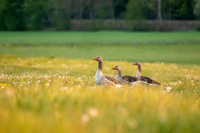 Lawn Care, Landscaping