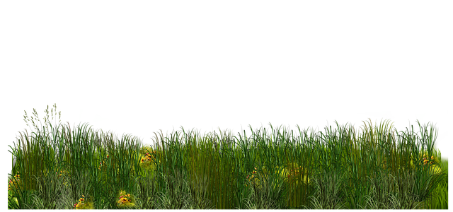 Lawn Care, Landscaping