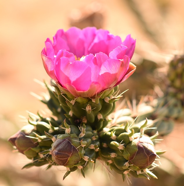 New Mexico