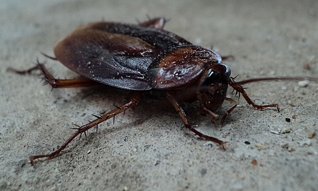 Pest Control, bugs, rodents