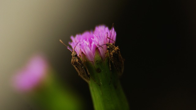 Pest Control, bugs, rodents