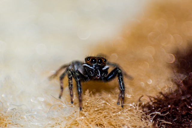 Pest Control, bugs, rodents