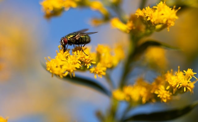 Pest Control, bugs, rodents