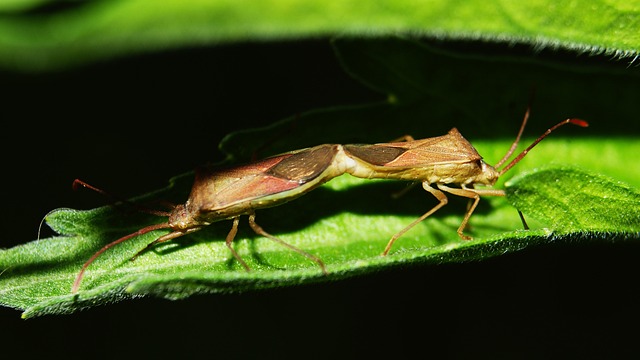 Pest Control, bugs, rodents