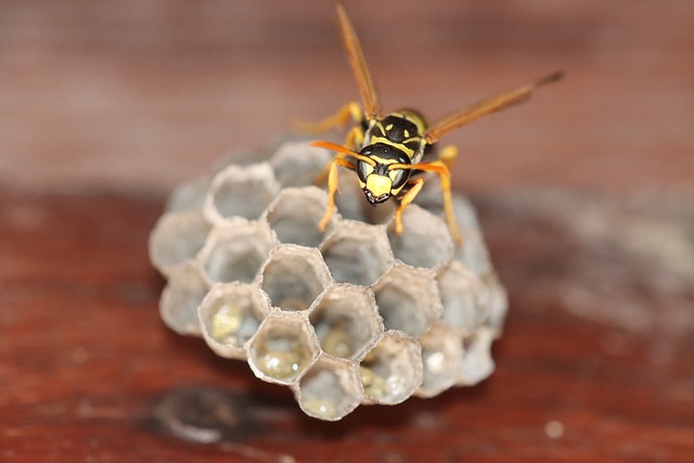 Pest Control, bugs, rodents