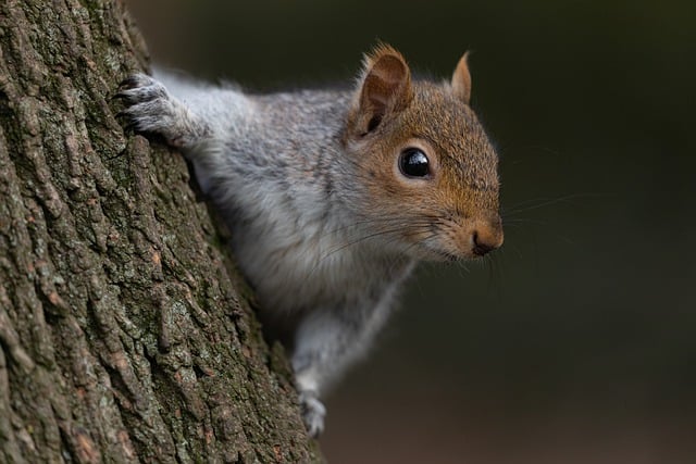 Pest Control, bugs, rodents