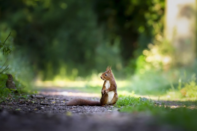Pest Control, bugs, rodents