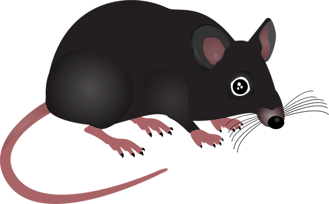 Pest Control, bugs, rodents