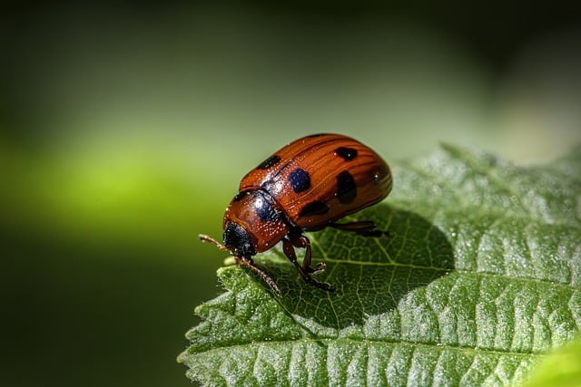 Pest Control, bugs, rodents
