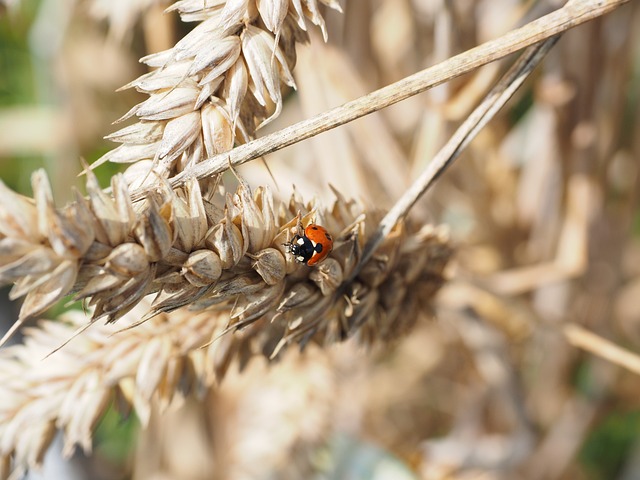 Pest Control, Tucson
