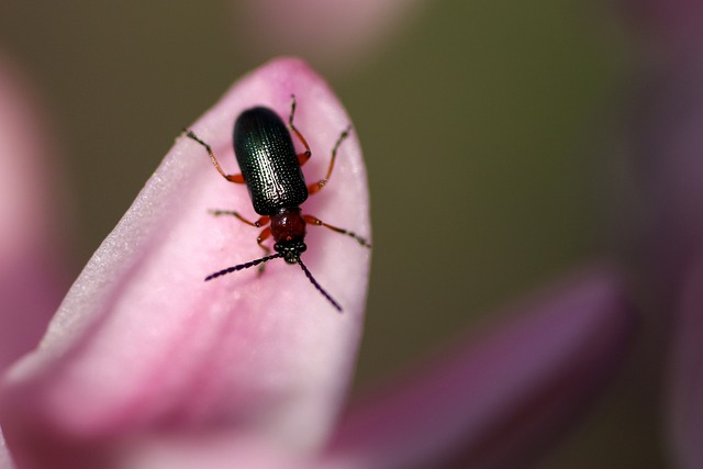 Pest Control, Tucson