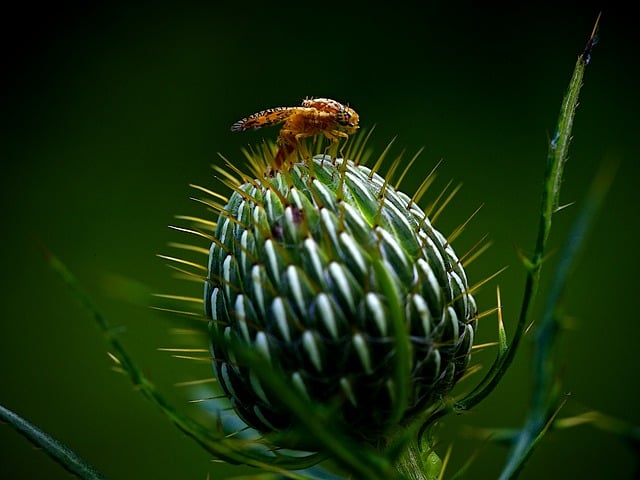 Pest Control, Tucson