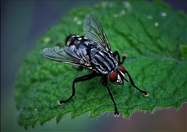 Pest Control, Tucson
