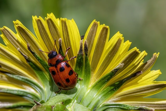 Pest Control, Tucson