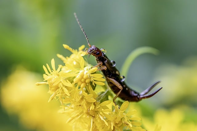 Pest Control, Tucson
