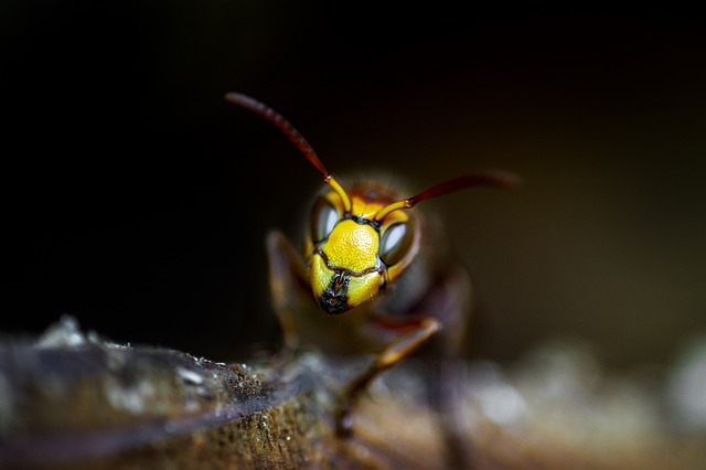 Pest Control, Tucson