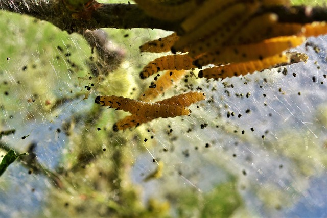 Pest Control, Tucson