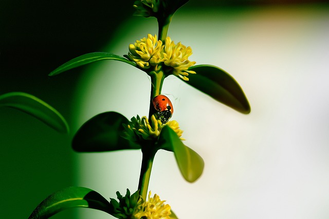 Pest Control, Tucson