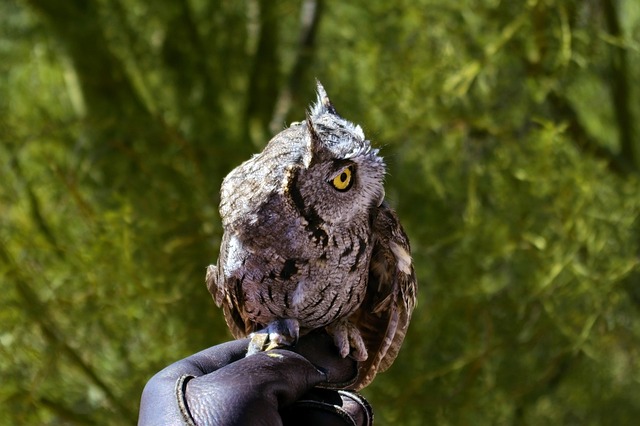 Pest Control, Tucson