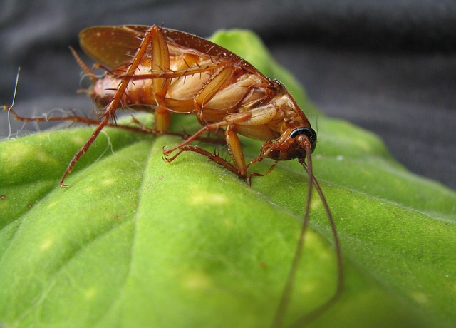 Pest Control, Tucson