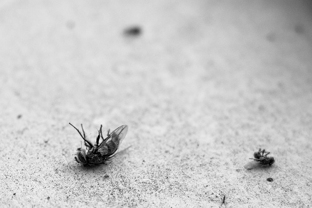 Pest Control, Tucson