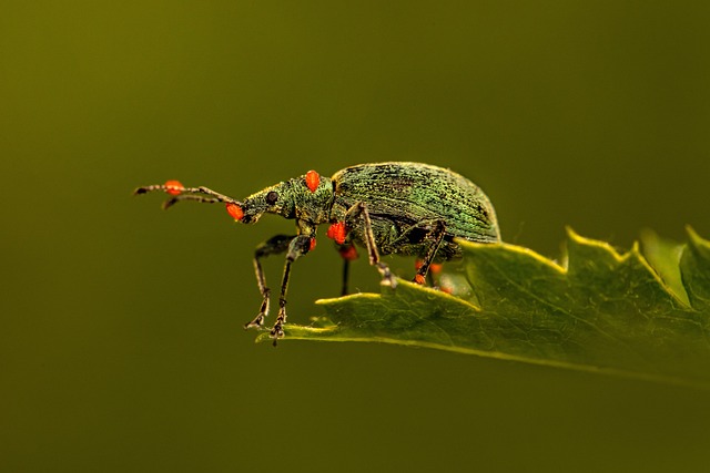 Pest Control, Tucson