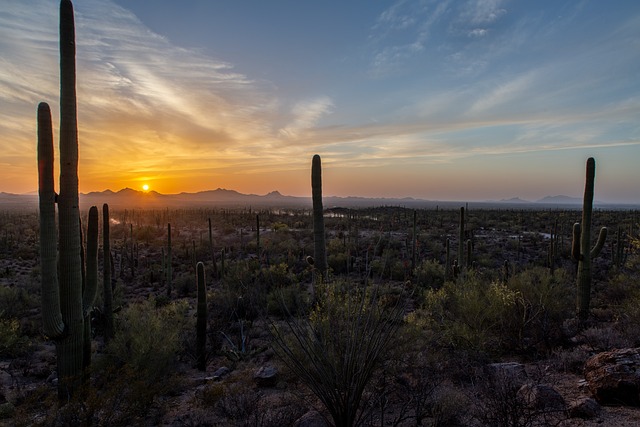 Pest Control, Tucson