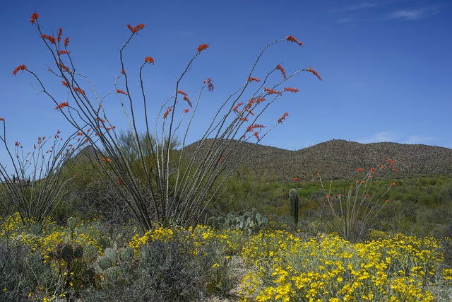 Pest Control, Tucson