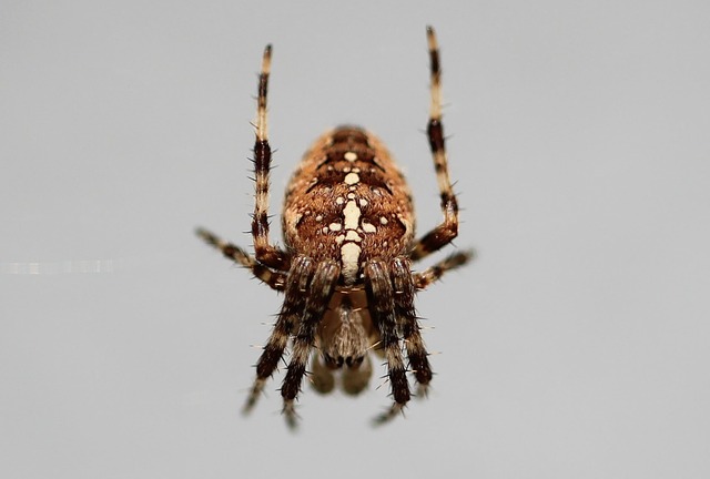 Pest Control, Tucson