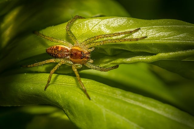 Pest Control, Tucson