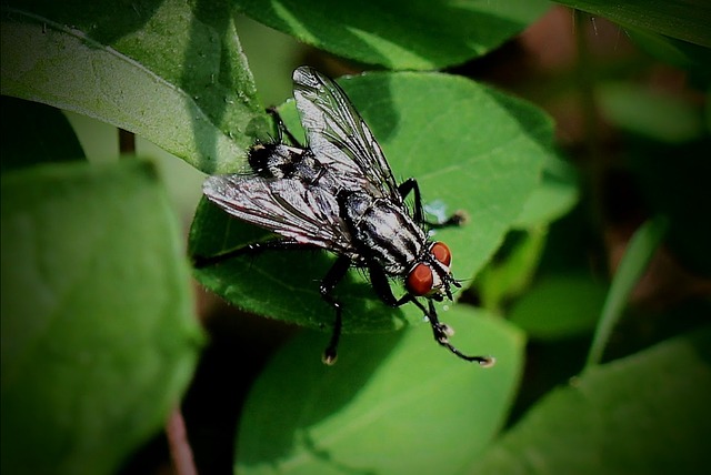 Pest Control, Tucson