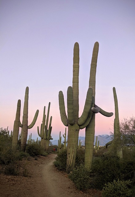 Roof Repair, Tucson