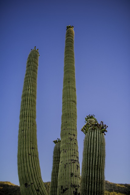 Roof Repair, Tucson