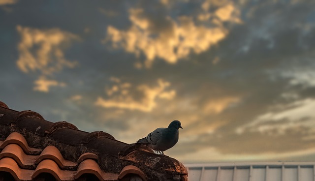 Roofing