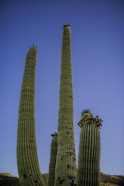 Tucson