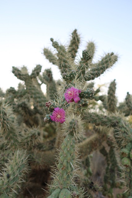 Tucson