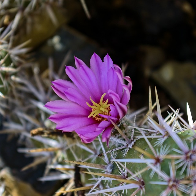 Tucson, Arizona