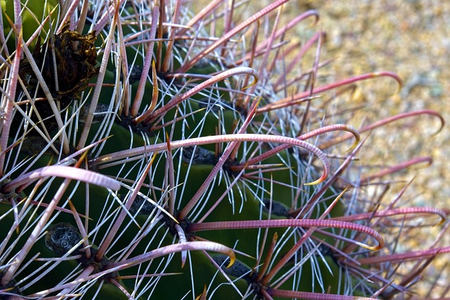 Tucson, Arizona