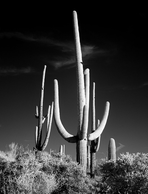 Tucson, Arizona
