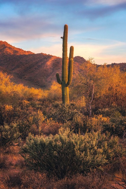 Tucson, Arizona