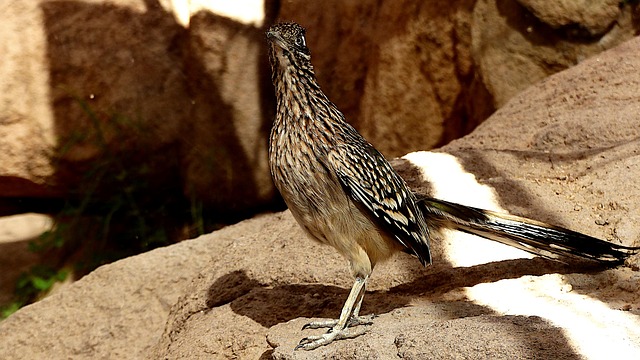 Tucson, Arizona