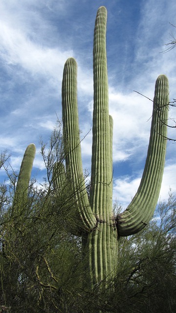 Tucson, Arizona