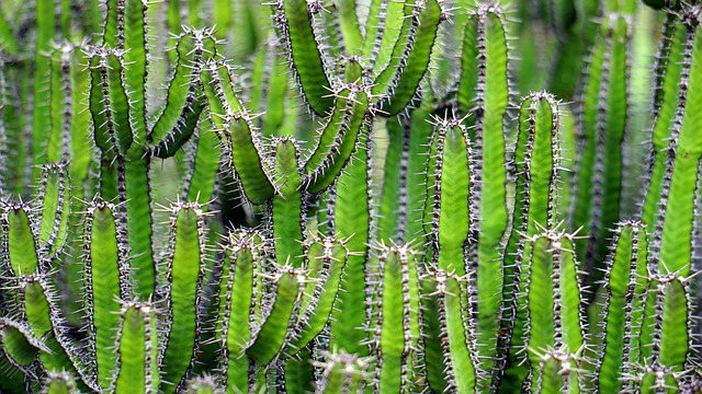 Tucson, Arizona